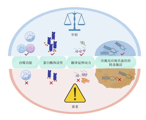 图 1 造成衰老相关蛋白稳态失衡的诱因