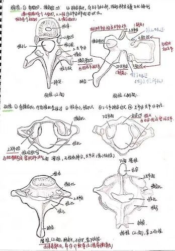 224.webp