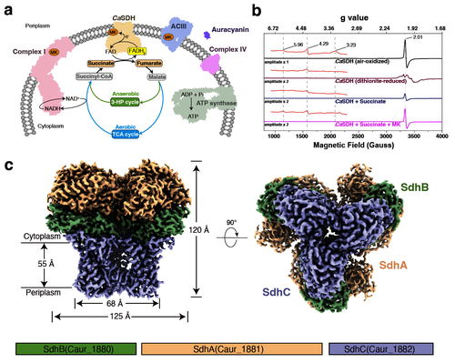 图1 CaSDH的生理作用、电子顺磁共振（EPR）和电镜结构。