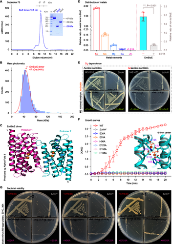 图2 BioE 蛋白的基本生化特征