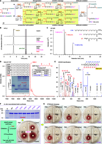 图3 BioE酶的催化机制