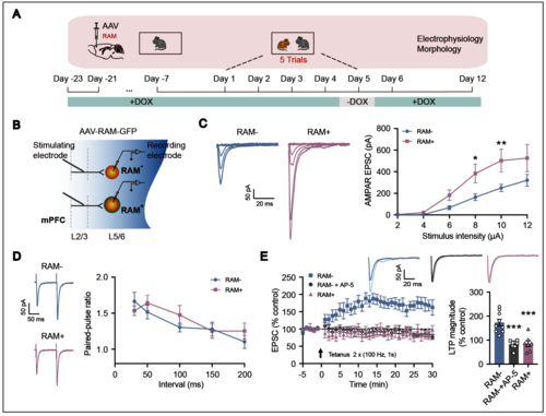 图1:mPFC社交痕迹细胞的突触功能增强 (2) 图1:mPFC社交痕迹细胞的突触功能增强 (2)