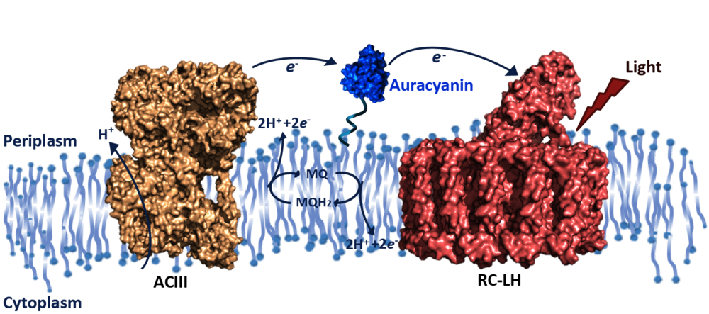 Summary of the photosynthetic electron transport chain