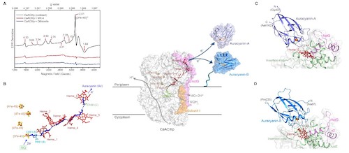 图2 CaACIIIp发挥氢醌:金色蓝素(Auracyanin,Ac)氧化还原酶活性的结构基础。 图2 CaACIIIp发挥氢醌:金色蓝素(Auracyanin,Ac)氧化还原酶活性的结构基础。