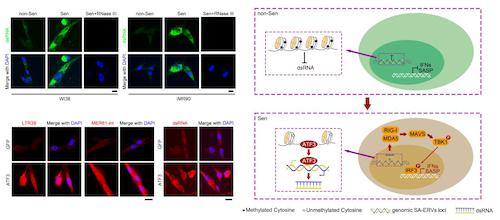 图1. SA-ERVs被ATF3双向转录激活形成dsRNAs，在衰老细胞中通过RIG-IMDA5-MAVS信号通路驱动IFN-I反应，促进衰老相关分泌表型（SASP）和其他衰老相关表型。non-Sen，非衰老细胞。Sen，衰老细胞。