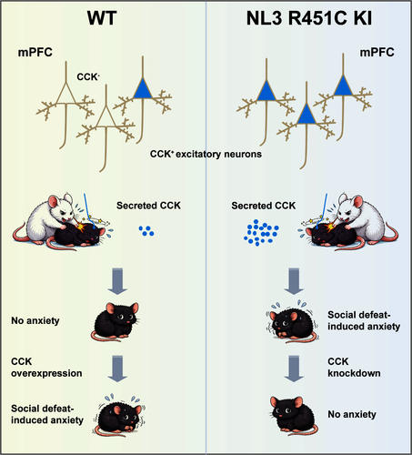 图1：mPFC CCK信号上调增强成年ASD模型小鼠焦虑易感性