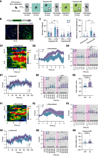 图4：社交挫败应激诱发突变小鼠mPFC中CCK分泌显著升高