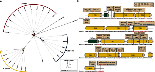 图2. TetA变体的系统发育进化树与蛋白质结构突变图谱