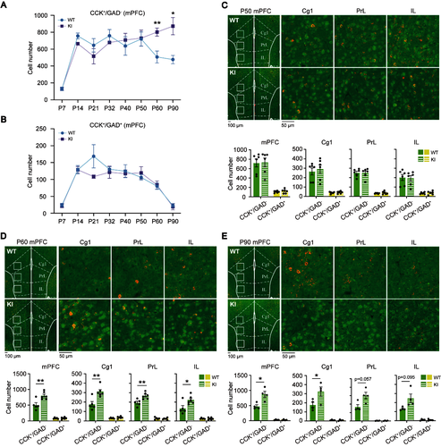 图2：成年突变小鼠mPFC中CCK阳性兴奋性神经元数量增加