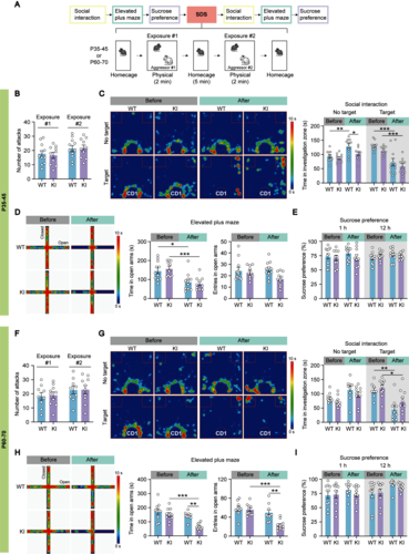 图3：成年KI小鼠对急性社交挫败应激诱导的焦虑表现出更高的易感性