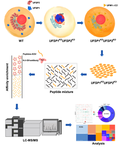 犹素化修饰底物鉴定策略图