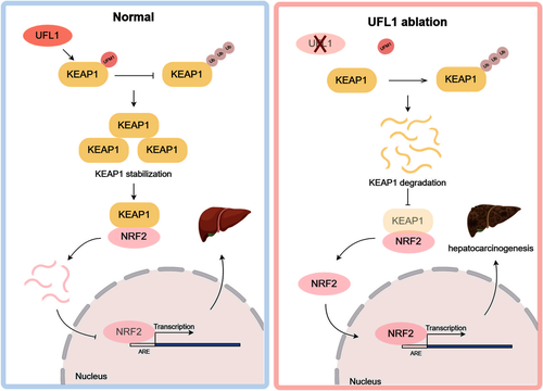 犹素化修饰调控KEAP-NRF2通路在肝癌发生中的作用机制
